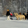 Wintermärchen mit Alpakas Zwei Personen führen mehrere Alpakas durch eine verschneite Winterlandschaft, umgeben von schneebedeckten Bäumen.Two people lead several alpacas through a snowy winter landscape, surrounded by snow-covered trees.Dva lidé vedou několik alpak zasněženou zimní krajinou obklopenou zasněženými stromy.Dwie osoby prowadzą kilka alpak przez zaśnieżony zimowy krajobraz, otoczony ośnieżonymi drzewami.Twee mensen leiden verschillende alpaca's door een besneeuwd winterlandschap, omringd door besneeuwde bomen.Due persone conducono alcuni alpaca in un paesaggio invernale innevato, circondati da alberi innevati.