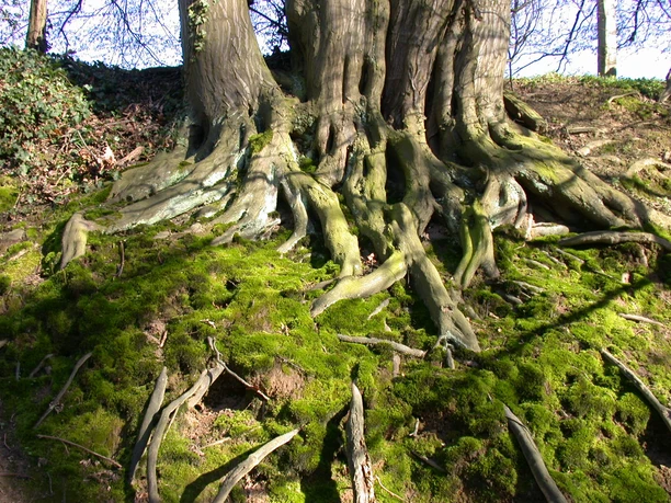 Melbtal Baum alt und groß