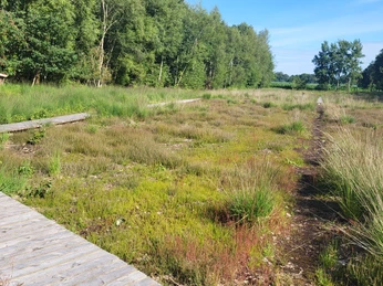 Dosenmoortour, Vrees - Hümmling-Pfade, Moorpfad ©Naturpark Hümmling (1).jpg