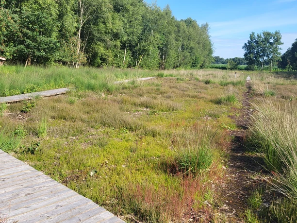 Dosenmoortour, Vrees - Hümmling-Pfade, Moorpfad ©Naturpark Hümmling (1).jpg