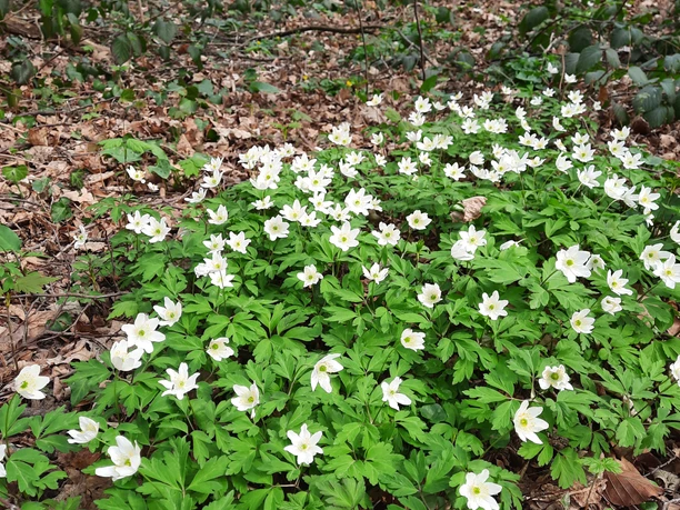 Melbtal Biolog. Station Frühblüher