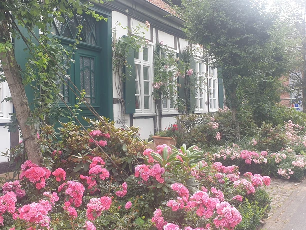 Fachwerkhaus in Halle (Westf.) mit üppigem Rosengarten und blühenden Sträuchern im Vordergrund.
