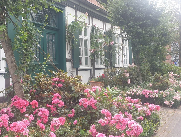 Fachwerkhaus in Halle (Westf.) mit üppigem Rosengarten und blühenden Sträuchern im Vordergrund.