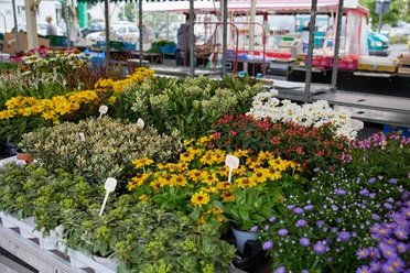 Wochenmarkt Verl Ein farbenfroher Blumenstand auf einem Markt zeigt verschiedene Topfpflanzen in voller Blüte.