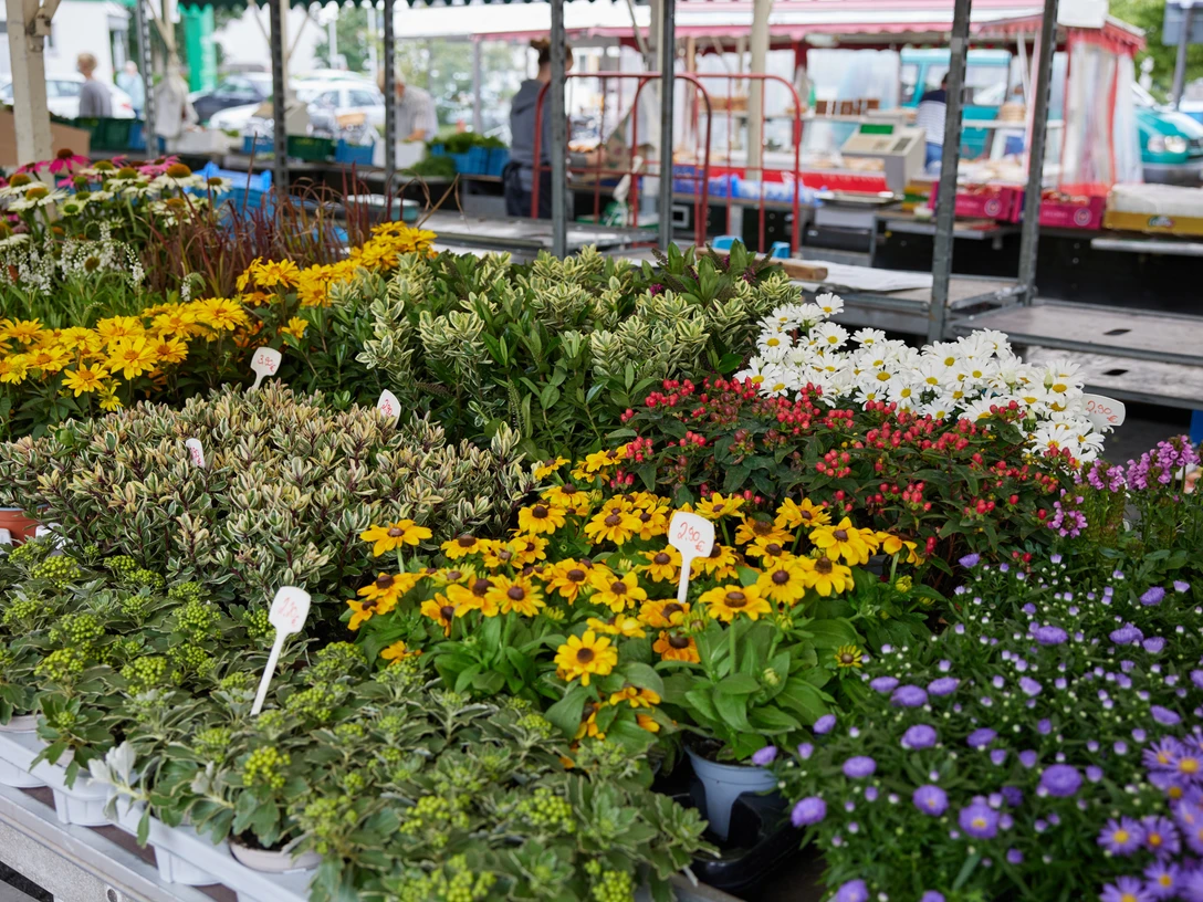 Wochenmarkt Verl Ein farbenfroher Blumenstand auf einem Markt zeigt verschiedene Topfpflanzen in voller Blüte.