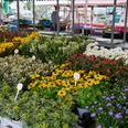 Wochenmarkt Verl Ein farbenfroher Blumenstand auf einem Markt zeigt verschiedene Topfpflanzen in voller Blüte.