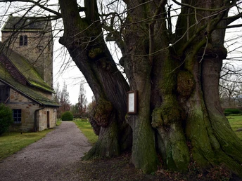 AU4 Katharinenkirche und Gerichtslinde