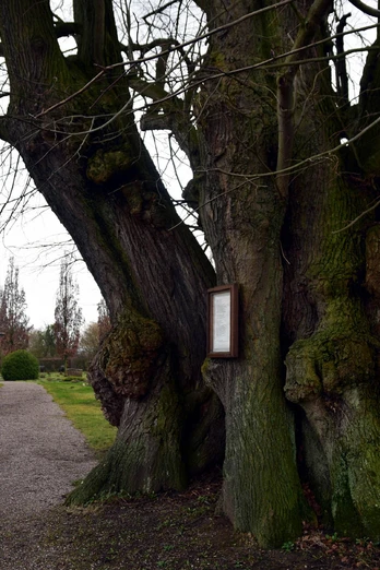 AU4 Katharinenkirche und Gerichtslinde