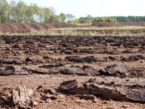 moor Weite, flache Moorlandschaft mit erdigen, torfigen Strukturen und Bäumen im Hintergrund.