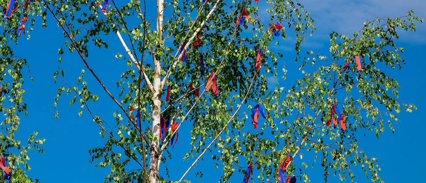 maibaum