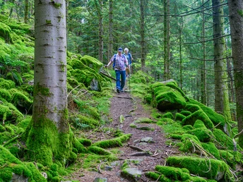 Wandern durch ursprüngliche Wälder und mit Moos bewachsenen Steinen