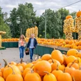 Bauerngarten Benninghoven, Ratingen Zwei Personen spazieren durch einen Markt, umgeben von unzähligen Kürbissen und kunstvollen Skulpturen.