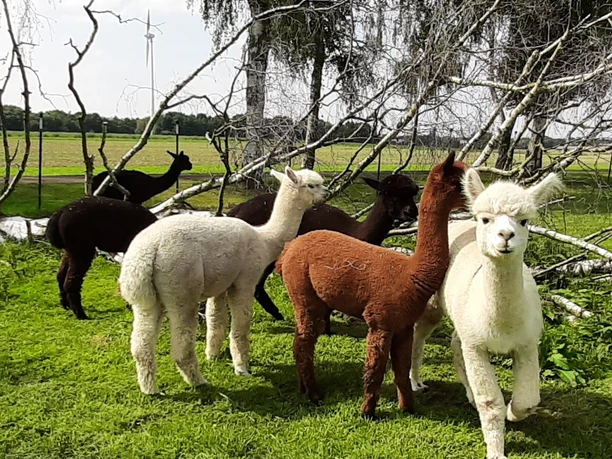 20240828_153850_resized.jpg Alpakas