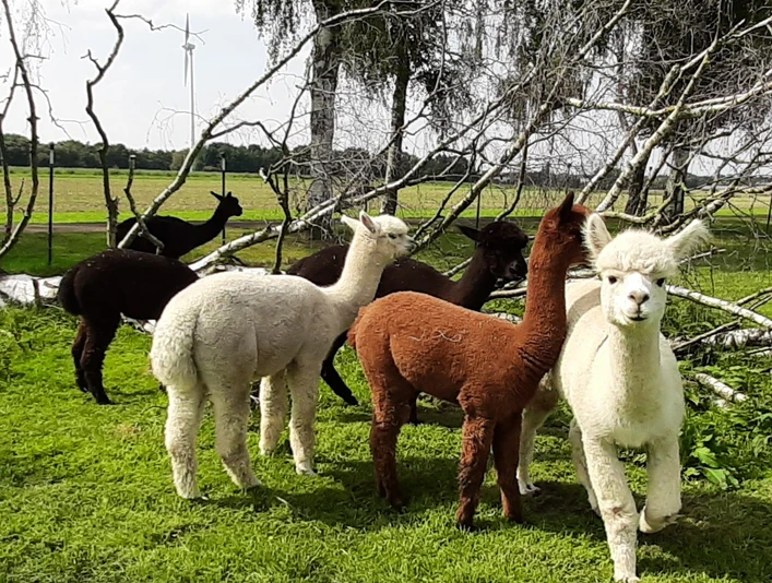 20240828_153850_resized.jpg Alpakas