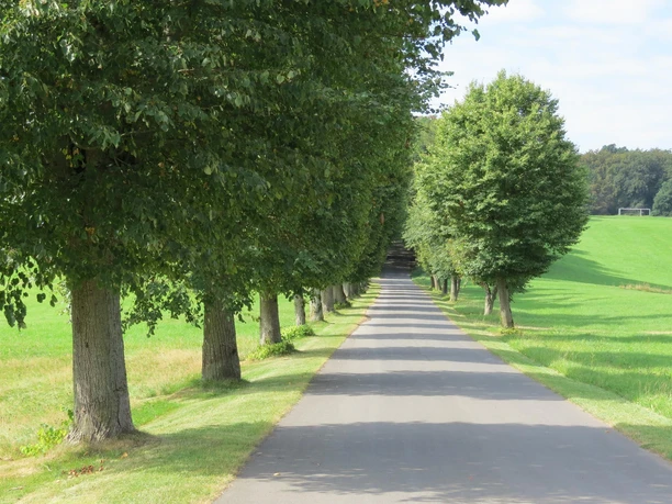 Allee in Aremberg