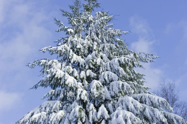 Baum im Winter Verschneiter Nadelbaum vor blauem Himmel, die Äste hängen unter der Last des frischen Schnees.
