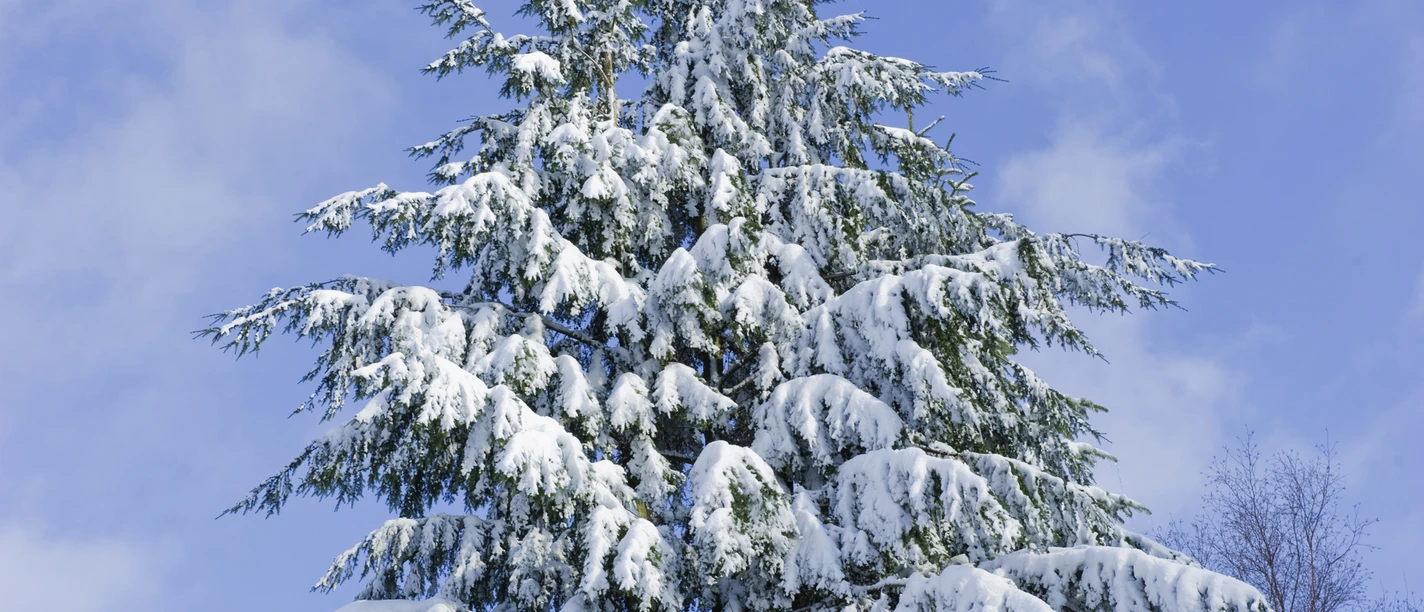 Baum im Winter Verschneiter Nadelbaum vor blauem Himmel, die Äste hängen unter der Last des frischen Schnees.