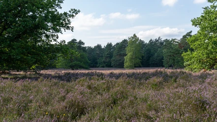 behringer-heide-bispingen.jpg Blühende Heide in Behringen bei Bispingen