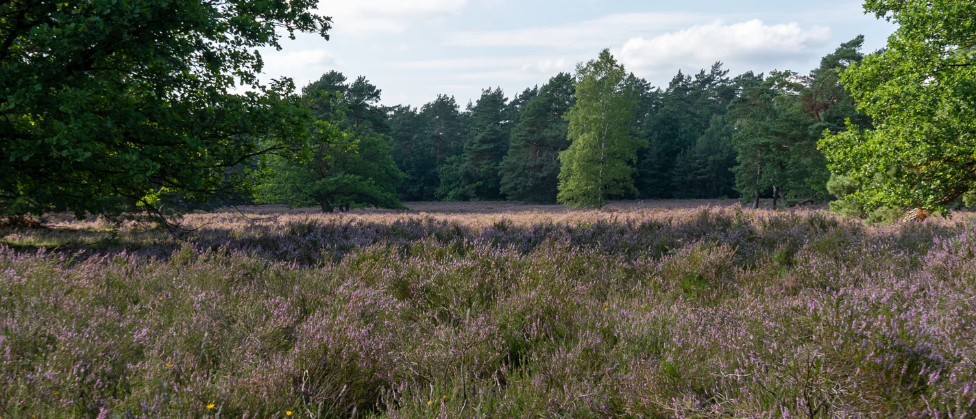 behringer-heide-bispingen.jpg Blühende Heide in Behringen bei Bispingen