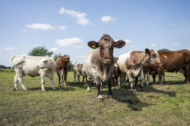 Korthoornvee op de zomerweide Korthoornvee op de zomerweide