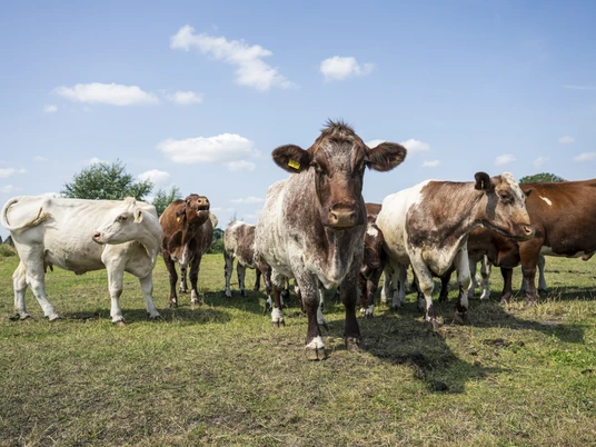 Shorthorn-Rinder auf der Sommerweide Shorthorn-Rinder auf der SommerweideShorthorn cattle on the summer pastureBovins Shorthorn en pâturage d'étéKorthoornvee op de zomerweideShorthorn-kvæg på sommergræsning