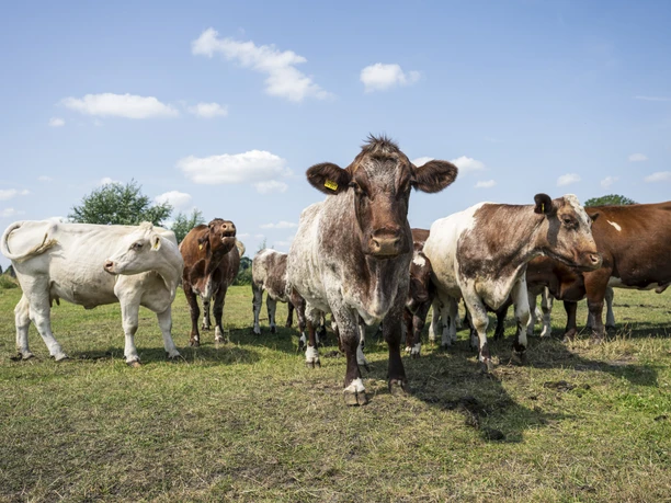Shorthorn-Rinder auf der Sommerweide Shorthorn-Rinder auf der Sommerweide