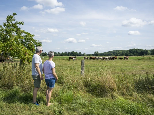 Korthoornvee op de zomerweide Shorthorn-Rinder auf der SommerweideShorthorn cattle on the summer pastureBovins Shorthorn en pâturage d'étéKorthoornvee op de zomerweideShorthorn-kvæg på sommergræsning