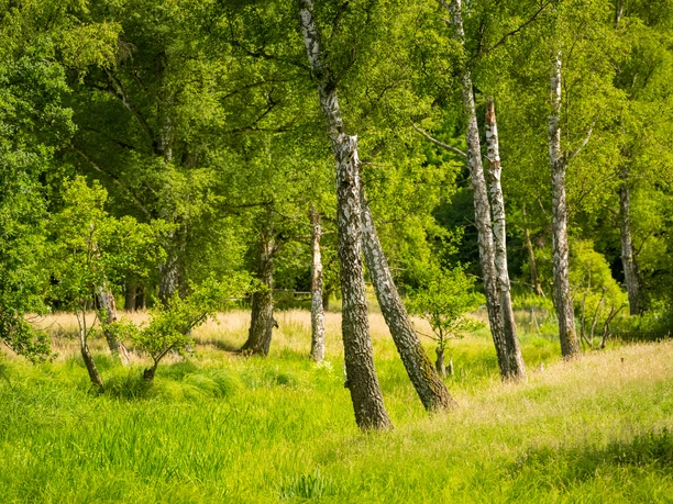 Salzwiesen im Kurpark von Bad Salzuflen