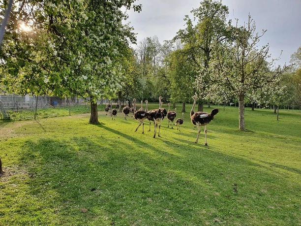 Straussen auf der Weide