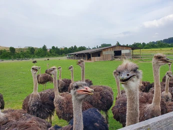 Straussenfarm Sempachersee
