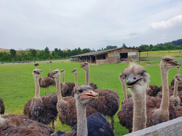 Straussenfarm Sempachersee