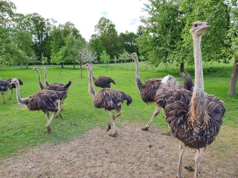 Straussen der Straussenfarm