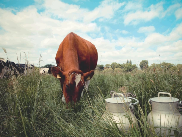 Gottschalk's Hof Kuh auf Wiese Braune Kuh grast auf grüner Wiese unter blauem Himmel, zwei Milchkannen im Vordergrund.