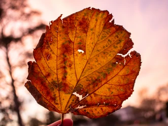 Herbstvergnügen in Büsum Ein Laubblatt im Sonnenuntergang