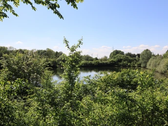 Aussichtsplattform Schönungsteiche Lemgo-Lieme Grüne Vegetation umrahmt einen ruhigen Teich unter blauem Himmel, umgeben von dichten Bäumen.