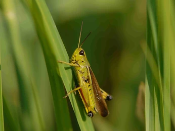 Pro Natura_Ronfeld Baldeggersee