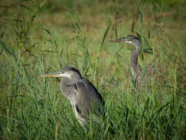 Pro Natura_Ronfeld Baldeggersee_Tierbeobachtungen