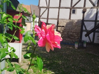 Schäfers Hof in Osterwieck - Osterwiecker Rose Schäfers Hof in Osterwieck - Osterwiecker Rose