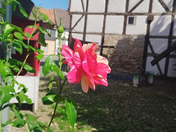 Schäfers Hof in Osterwieck - Osterwiecker Rose Schäfers Hof in Osterwieck - Osterwiecker Rose