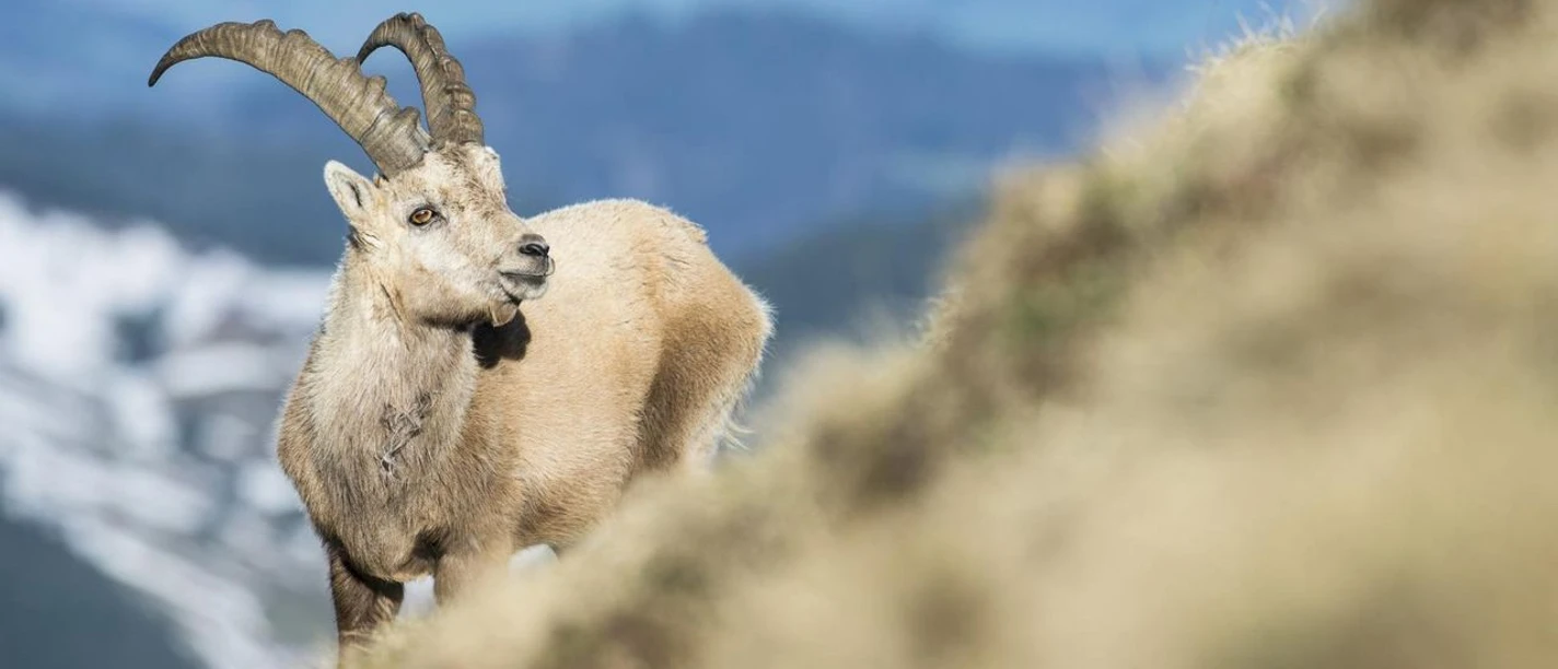 Steinbock Safari