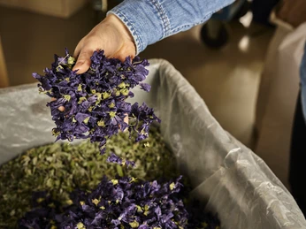 Freshly dried herbs are loosely stacked, intensely fragrant and brightly coloured.