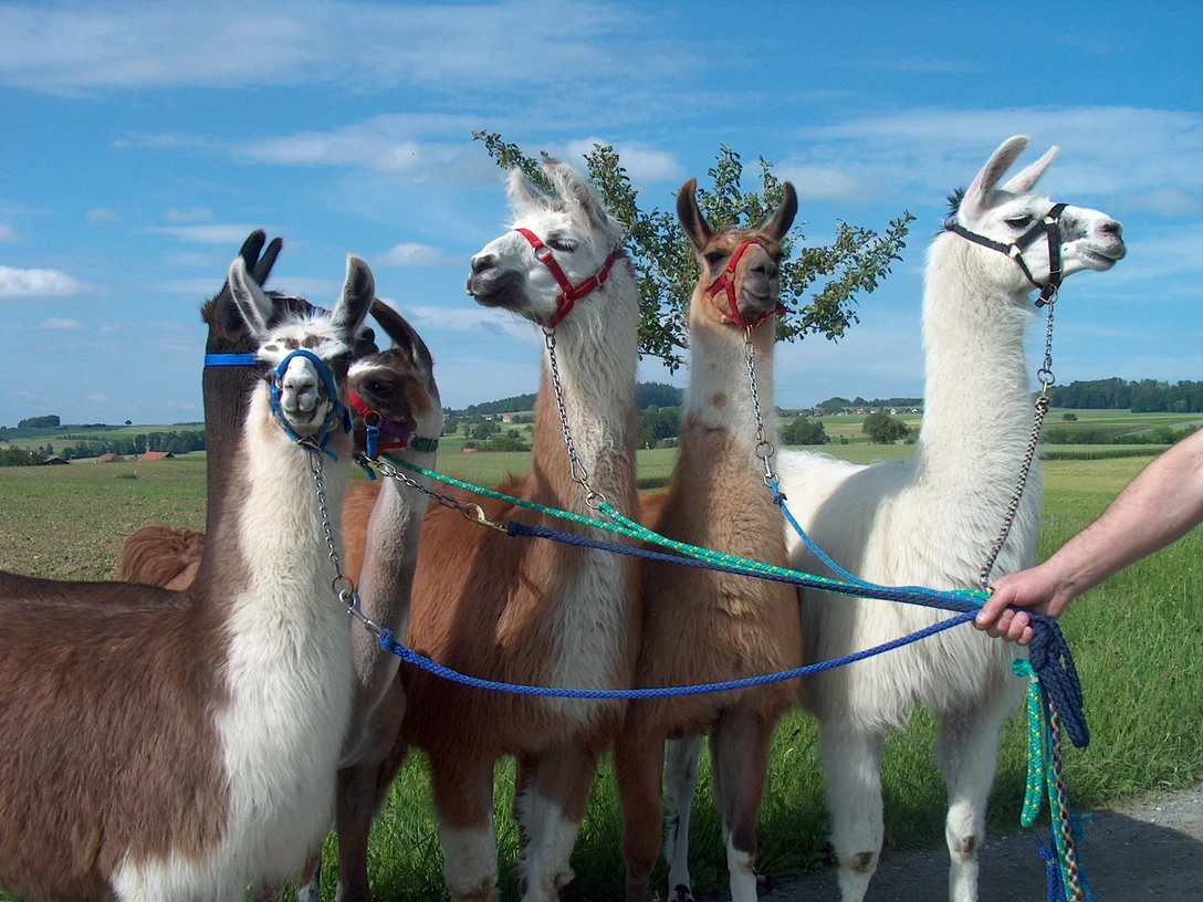 Schongau_Lamatrekking_Kottmann