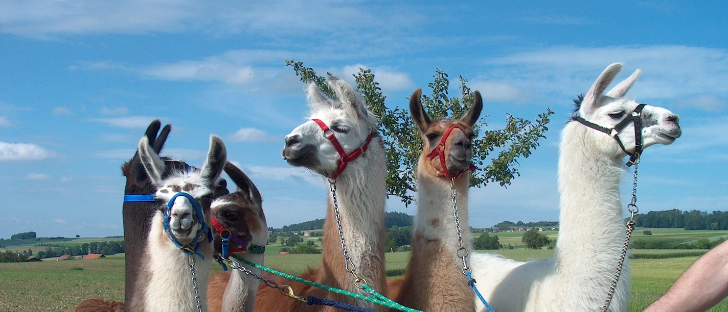 Schongau_Lamatrekking_Kottmann