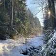 Bielatal Ein schneebedeckter Weg führt durch einen dichten, von Sonnenstrahlen beleuchteten Nadelwald.A snow-covered path leads through a dense coniferous forest illuminated by the sun's rays.Zasněžená cesta vede hustým jehličnatým lesem ozářeným slunečními paprsky.Ośnieżona ścieżka prowadzi przez gęsty las iglasty oświetlony promieniami słońca.Een besneeuwd pad leidt door een dicht naaldbos dat wordt verlicht door zonnestralen.Un sentiero innevato conduce attraverso una fitta foresta di conifere illuminata dai raggi del sole.