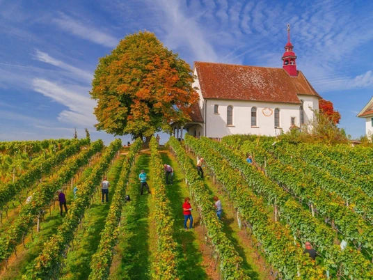 The world of cheese & wine