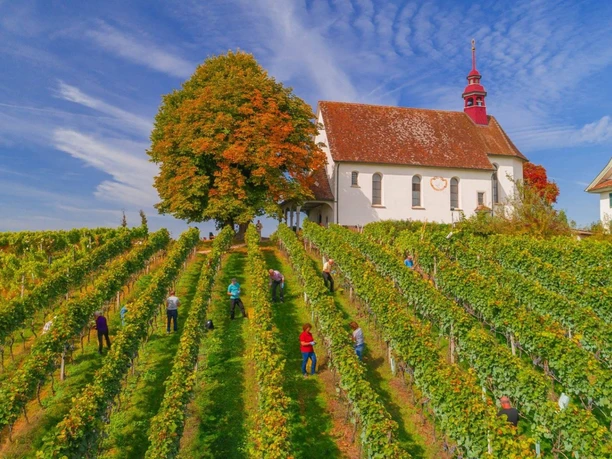 The world of cheese & wine