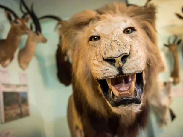 Nahaufnahme von einem Ausgestellten Löwe im Wasserschloss Heerse.