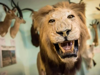 bad-driburg-wasserschloss-heerse-bad-driburger-touristik-gmbh-winkler-9.jpg Nahaufnahme von einem Ausgestellten Löwe im Wasserschloss Heerse.