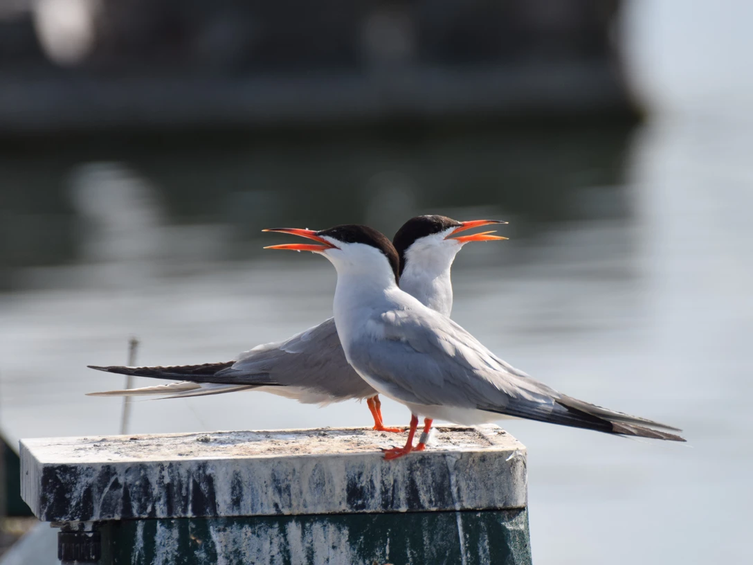 Flussseeschwalbe_Foto Nathalie Kürten_5.JPG