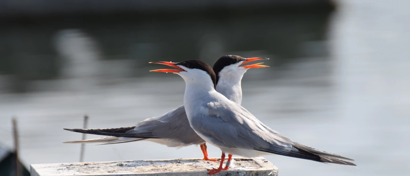 Flussseeschwalbe_Foto Nathalie Kürten_5.JPG